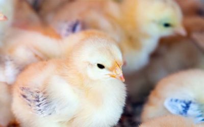 Digitising integrated processes in the poultry industry