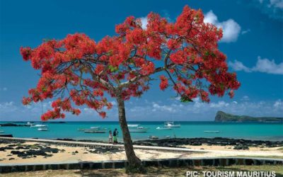 Mauritius evolution: Why many are taking their business to the beach